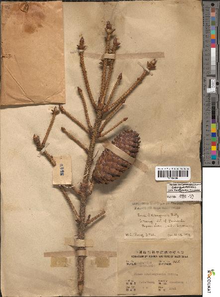 spécimen de Picea asperata