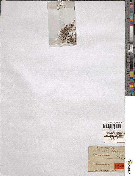 spécimen de Larix dahurica