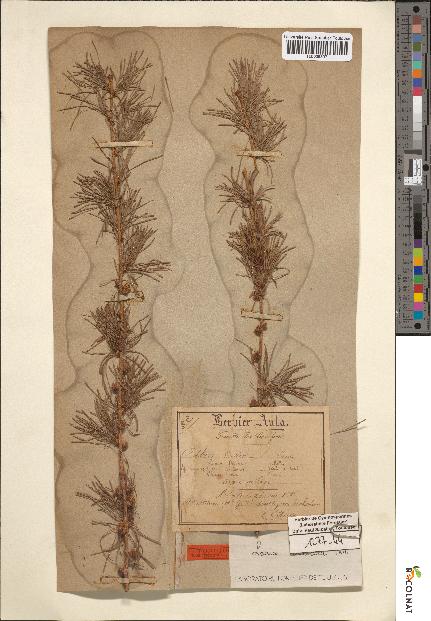 spécimen de Larix decidua