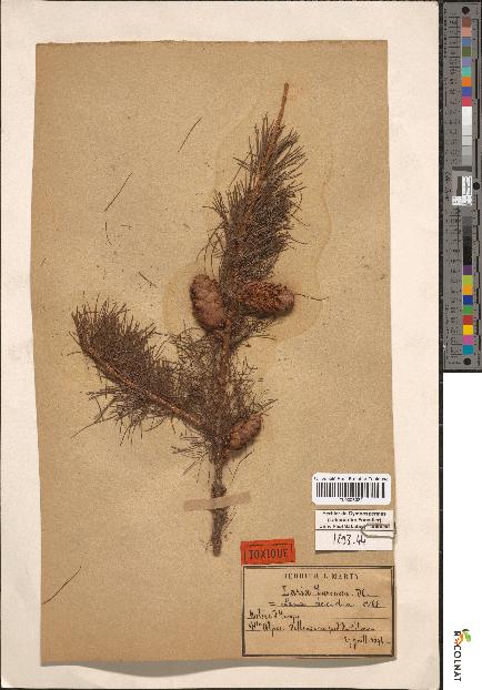 spécimen de Larix decidua
