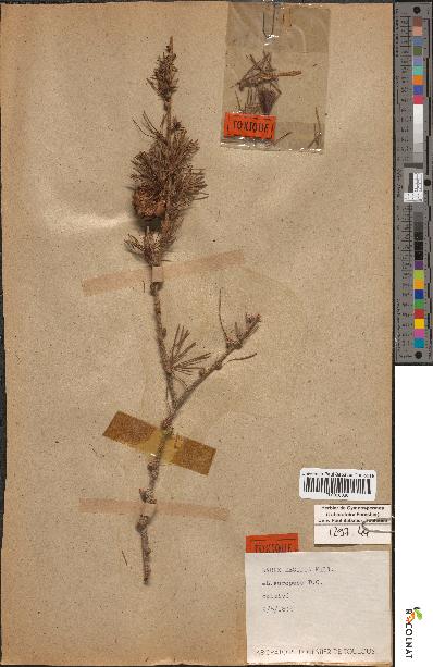 spécimen de Larix decidua