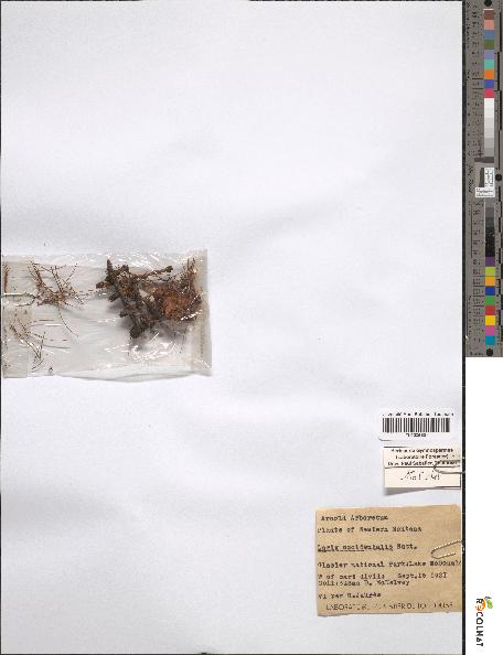 spécimen de Larix occidentalis