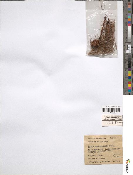 spécimen de Larix occidentalis