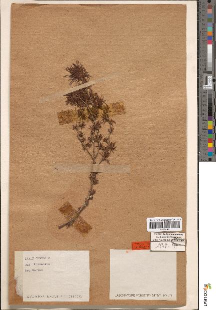 spécimen de Larix olgensis
