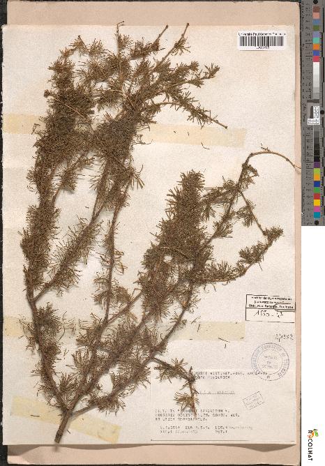spécimen de Larix polonica
