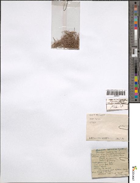 spécimen de Larix potaninii