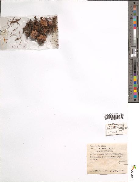 spécimen de Larix kurilensis