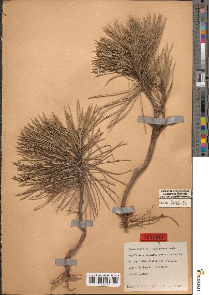spécimen de Pinus nigra
