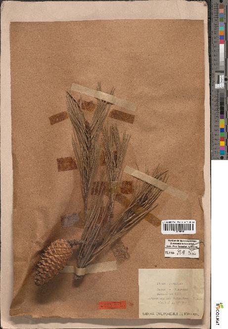 spécimen de Pinus pinaster