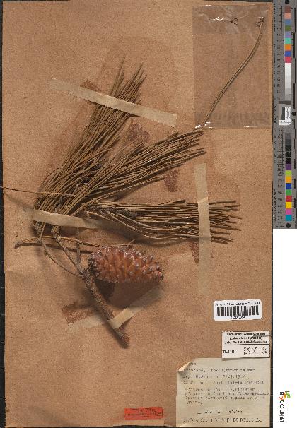 spécimen de Pinus pinaster