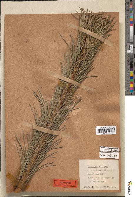 spécimen de Pinus sylvestris