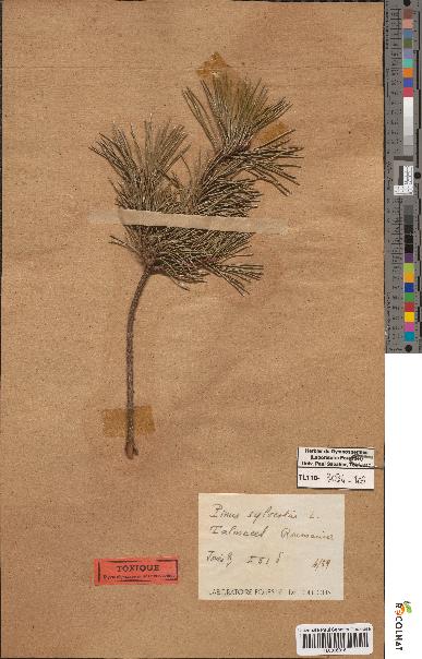 spécimen de Pinus sylvestris
