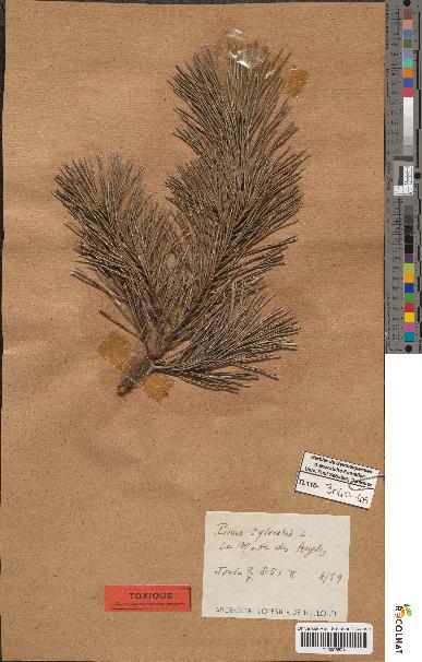 spécimen de Pinus sylvestris