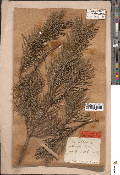 spécimen de Pinus sylvestris