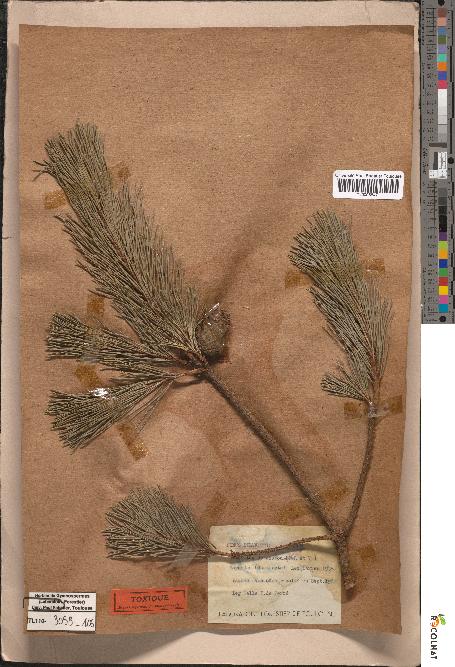 spécimen de Pinus sylvestris