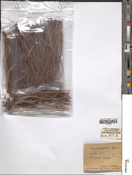 spécimen de Pinus mesogeensis