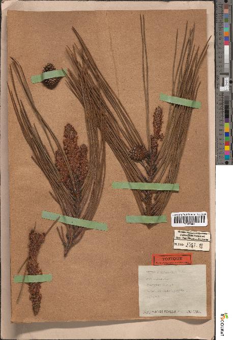spécimen de Pinus mesogeensis