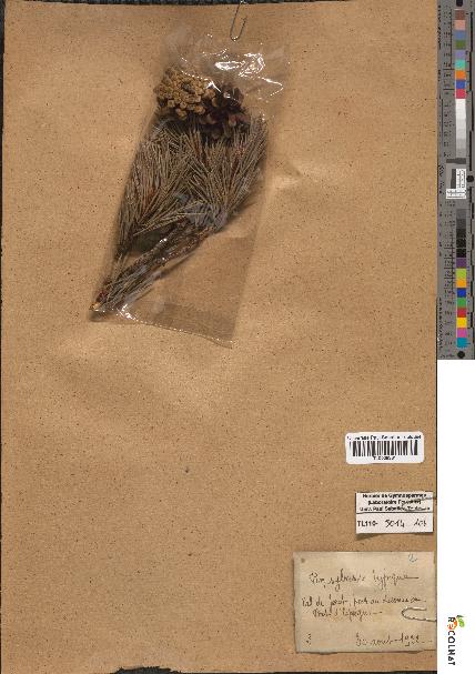 spécimen de Pinus sylvestris