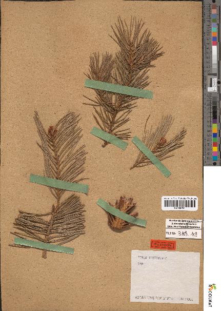 spécimen de Pinus sylvestris