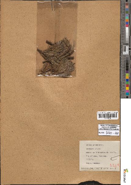 spécimen de Pinus sylvestris