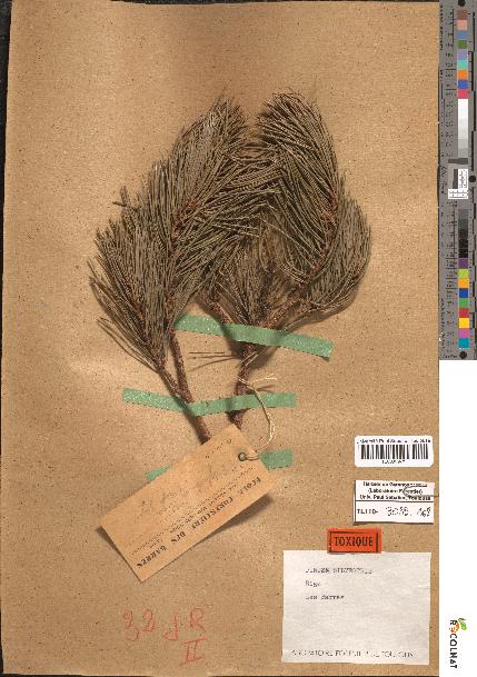 spécimen de Pinus sylvestris