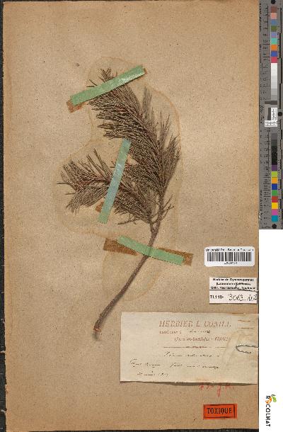 spécimen de Pinus sylvestris