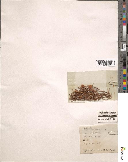 spécimen de Picea engelmannii