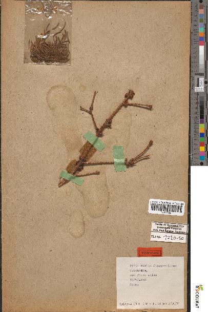 spécimen de Picea excelsa