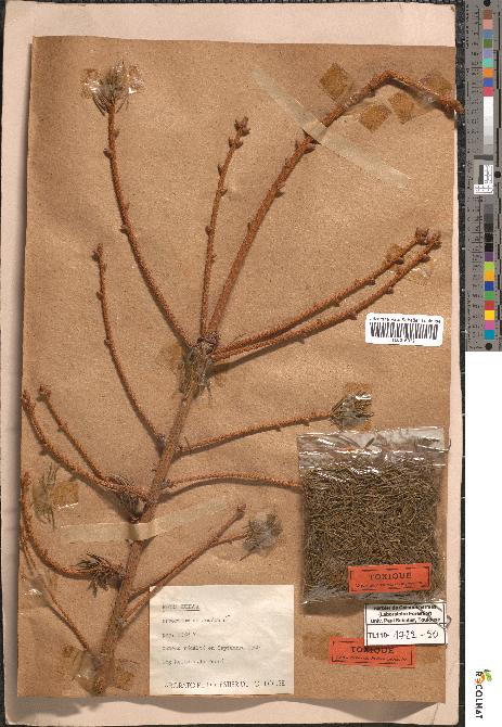 spécimen de Picea excelsa