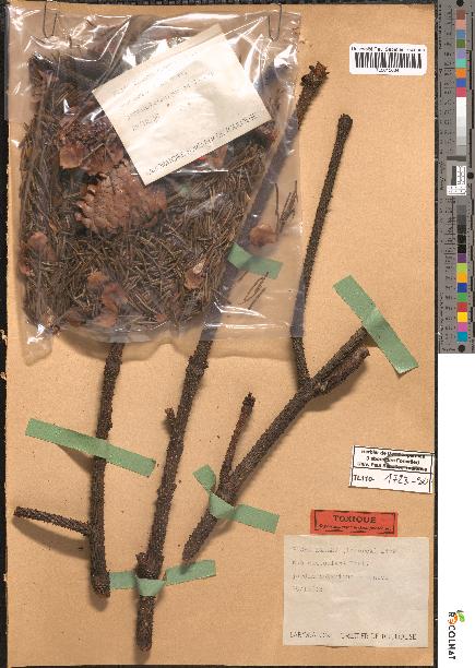 spécimen de Picea excelsa