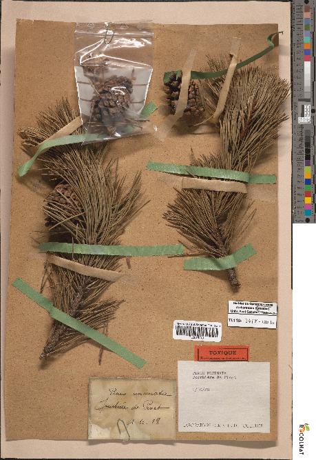spécimen de Pinus uncinata