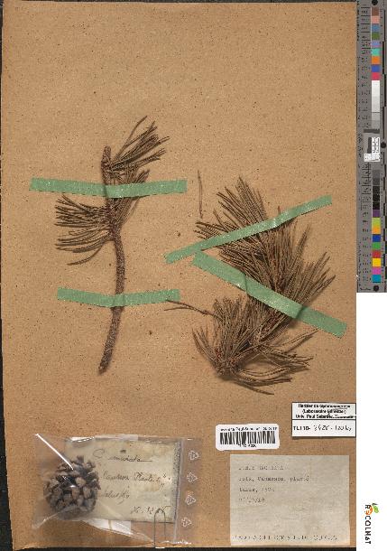 spécimen de Pinus uncinata