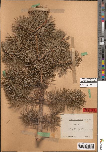 spécimen de Pinus sylvestris