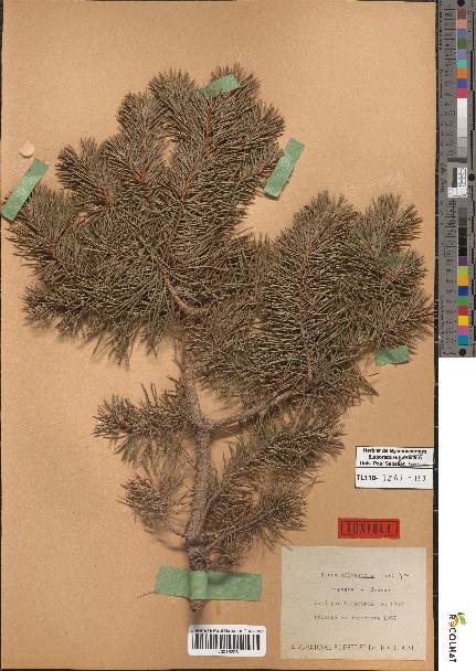 spécimen de Pinus sylvestris