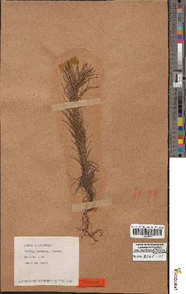 spécimen de Pinus sylvestris