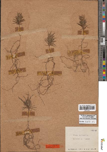 spécimen de Pinus sylvestris