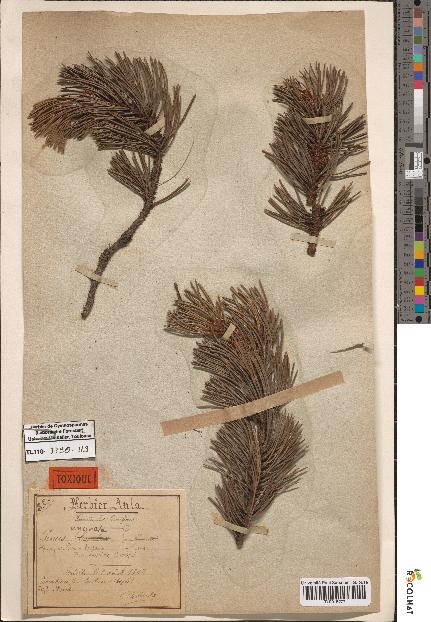 spécimen de Pinus uncinata