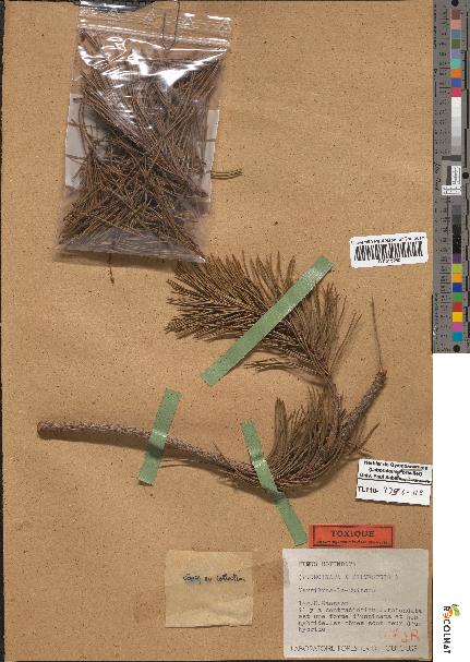 spécimen de Pinus uncinata