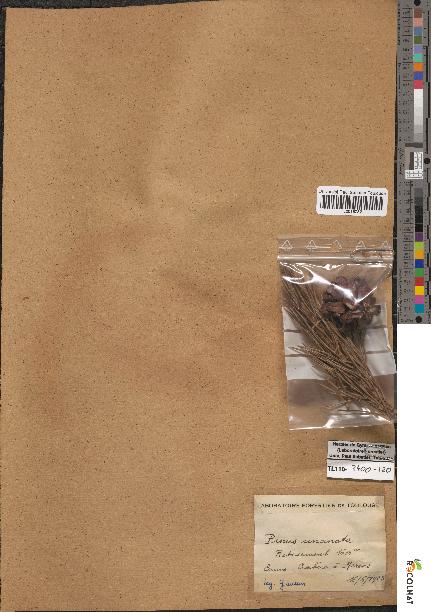 spécimen de Pinus montana