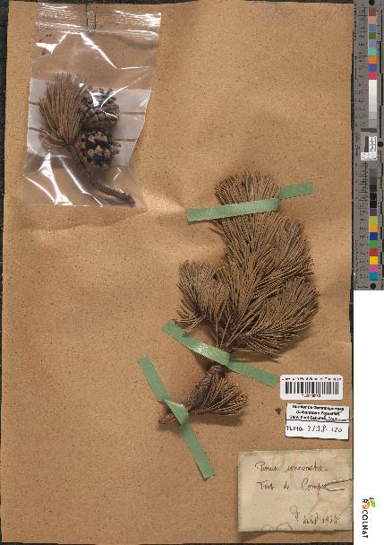 spécimen de Pinus montana