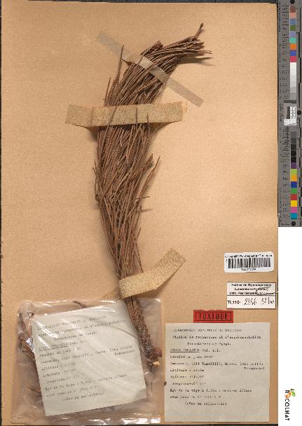 spécimen de Pinus pinaster