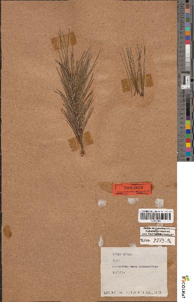 spécimen de Pinus pinea