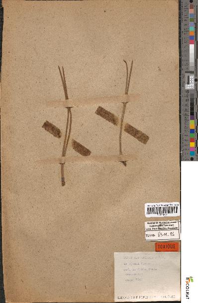 spécimen de Pinus mesogeensis