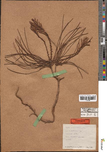 spécimen de Pinus mesogeensis