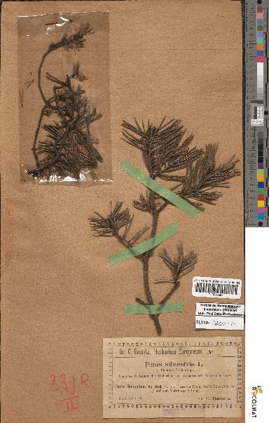 spécimen de Pinus sylvestris