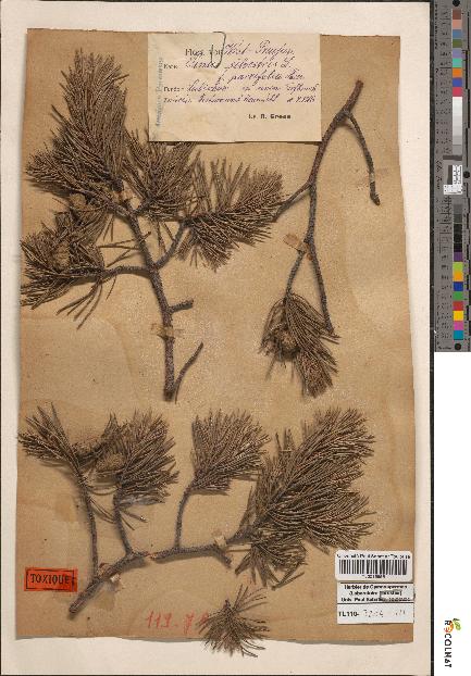 spécimen de Pinus sylvestris