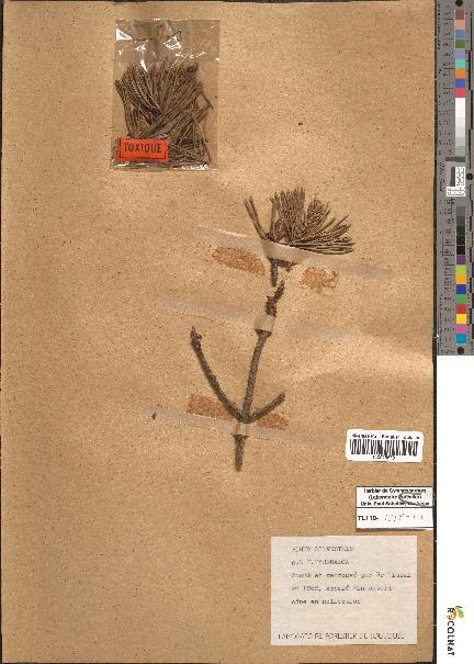 spécimen de Pinus sylvestris