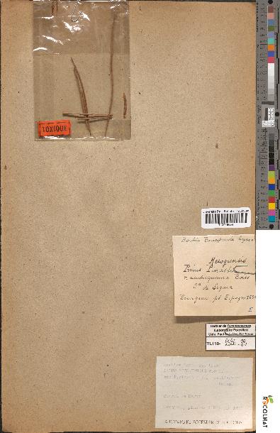 spécimen de Pinus mesogeensis