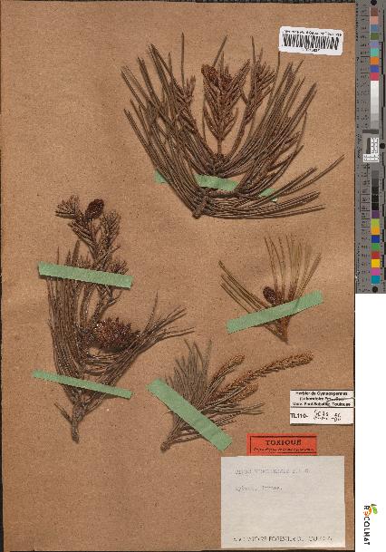 spécimen de Pinus mesogeensis