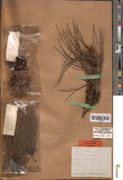 spécimen de Pinus laricio
